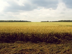 В Белгородской области заработала система контроля выгрузки зерна на сельхозпредприятиях