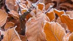 Температура воздуха в Белгородской области опустится до 5˚ мороза