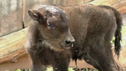 Детёныш зубра появился на свет в Старооскольском зоопарке