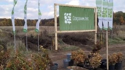 Темпы лесовосстановления уверенно наращиваются в Белгородской области