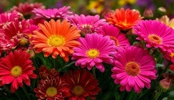 Василий Голиков и Галина Колесникова поздравили губкинцев с Днём образования Губкинского района