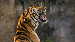 Бенгальский тигр Барсик перебрался в Старооскольский зоопарк