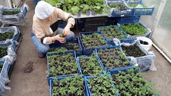 В Губкине зреют огурцы: как Артур Печенюк выращивает овощи благодаря гранту в почти миллион рублей