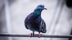 Пропавший голубь стал причиной смертельной драки в Губкине