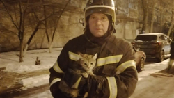 Пожарные пришли на помощь кошке в Губкине