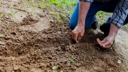 Белгородские фермеры смогут получить субсидии на приобретение семян и удобрений