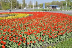 Губкинцы могут полюбоваться красотой цветущего любимого города