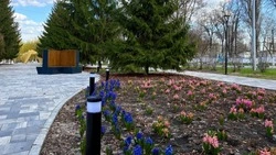 Губкинцы примут участие во Всероссийском субботнике по нацпроекту «Инфраструктура для жизни»