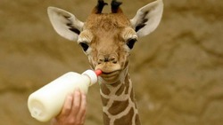 Жирафёнок Сафари поселится в Белгородском зоопарке