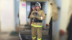 Сотрудники МЧС спасли кота в Томаровке