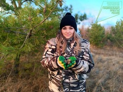 Сотрудники губкинского лесничества завершили сбор шишек сосны обыкновенной