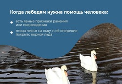 Экоохотнадзор Белгородской области рассказал о помощи лебедям зимой