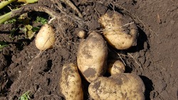 Гидрометцентр призвал не сажать картошку раньше мая