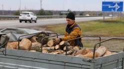 Жители Губкинского городского округа активно участвуют в заготовке дров