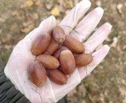 Сотрудники Губкинского лесничества приступили к сбору семенного сырья дуба черешчатого