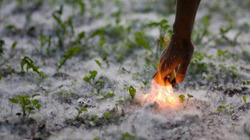 Тополиный пух: жара, пожар! МЧС предупредило белгородцев о сезонной опасности