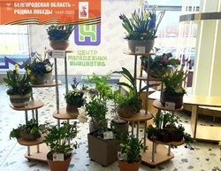 Губкинские ученики заняли призовые места на областной выставке-конкурсе «Цветы раскалённой земли»