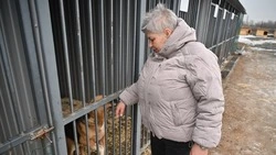 Человек собаке друг! Как животные попадают в приюты и как там живут...