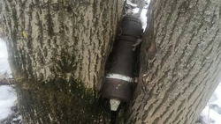 Белгородец нашёл боеприпас в дереве во время прогулки с собакой