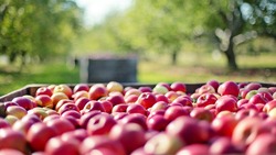 1000 гектаров яблоневого сада появятся в Белгородской области