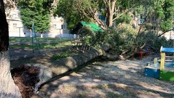 Сотрудники коммунальных служб Губкина оперативно устранили последствия падения дерева