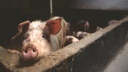 Очаг африканской чумы свиней найден в Курской области