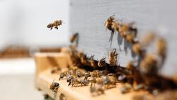 28 пчеловодов получат компенсацию за гибель пчёл в Белгородской области