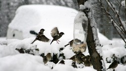 Губкинцы смогут позаботиться о птицах в зимний период 