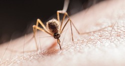 Губкинцы поддержали Всемирный день борьбы с малярией