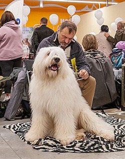 Национальная выставка собак состоялась в Губкине