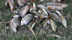 Соревнования по рыбной ловле прошли в Губкине
