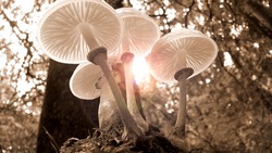 Пятеро губкинцев отравились грибами