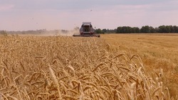 Полицейские предотвратили кражу пшеницы на сумму более 1,5 млн рублей