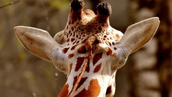 Жирафёнок Сафари умер в Белгородском зоопарке