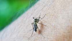 Учёные назвали любимую группу крови комаров