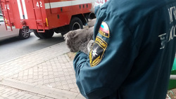 МЧС спасли домашнюю кошку в Губкине