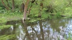 Губкинцы могут отдать свой голос за водный объект для включения в программу расчистки в 2027 году