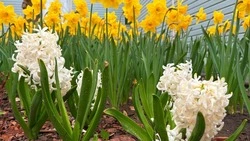 Общественные территории Губкина радуют яркими цветочными коврами