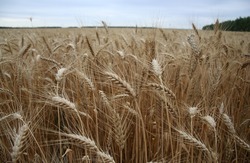 Сложные агрометеорологические условия этого года не повлияли на качество белгородского зерна