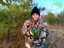 Сотрудники губкинского лесничества завершили сбор шишек сосны обыкновенной
