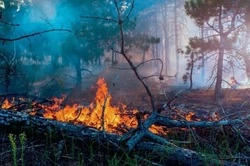 Спасатели напомнили губкинцам о противопожарной безопасности при отдых на природе