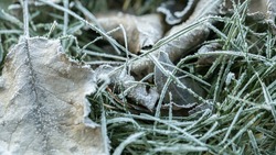 МЧС предупредило о заморозках в Белгородской области