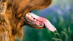 Губкинские ветеринары предупредили о смертельной опасности бешенства для человека