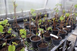 Учёные НИУ «БелГУ» приступили к испытаниям по выявлению перспективных сортов винограда