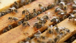 Пчёлы на пасеках в Белгородской области погибли из‑за пестицидов