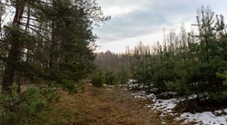 В Белгородской области увеличилась площадь лесов благодаря реализации нацпроекта «Экология»