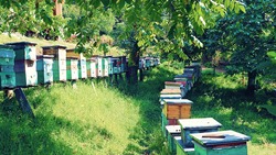Власти предоставят лесные участки для пчеловодства бесплатно