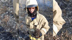 Губкинские пожарные 13 раз выезжали на палы травы и даже спасли ёжика из огня