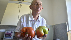 Пенсионеры из Губкина вырастили помидоры-гиганты