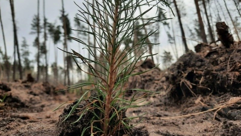 Весенний лесокультурный сезон стартовал в Белгородской области